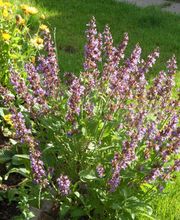 Staudengärtnerei David Müller Bild 63