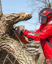 AGS - Arboriste Grimpeur Spécialisé image 9