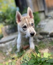 VanJara-Dogtraining by Vanessa Rieder Bild 4