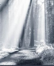 Beerdigungsinstitut Bürgin + Thoma Bild 6