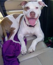 Saint Thomas Veterinary Center image 5