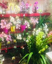 La Boite A Fleurs image 17