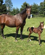 Reit- und Fahrstall Enderli Bild 3