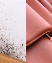 Gauthier Altis image 2