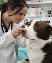Aspen Creek Veterinary Clinic image 4
