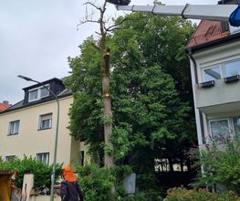 Urban Münchner Baumpflege GmbH Bild 20