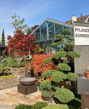 Kummer Gartenbau - Pflanzenoase Bild 1