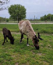 Whitetail Acres Nursery, Landscaping, and Reindeer Farm image 4