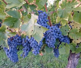 Vignobles Gabard image 14
