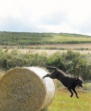 Die Schule der Labradorfreunde Bild 3