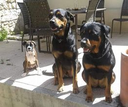 Antho Educanine image 11