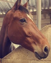 Equitation Passion image 4
