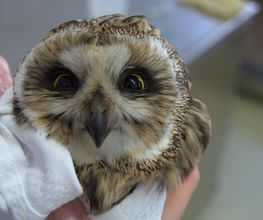 die tierärztin Bild 2