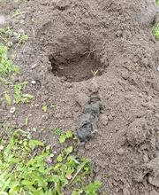 Chass'Eure De Frelons image 3