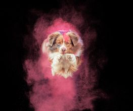 Tierfotografie Susanne Elendt Bild 5