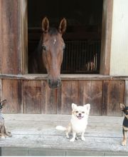 Hundeschule DOGS4LIFE.CH Bild 6