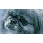 Nala's mobile Hundeschule