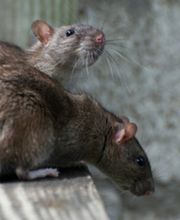 Punaises Nuisibles et Solutions image 6