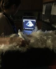 Veterinary Medical Center image 15
