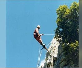 Tetra image 13