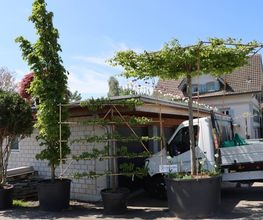 Ledergerber Gartenpflege AG Bild 1
