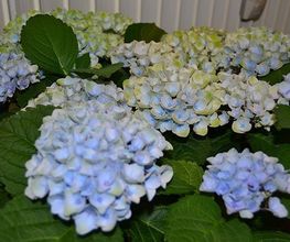 Blumen Art Bild 10