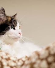 Harbor Animal Hospital image 8