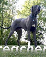 Jack Reacher standing in a classic Dane pose - proud and tall on his 1st birthday. DeepSouthDanes.com