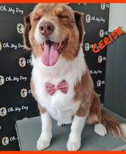 So My Dog Vergèze image 16