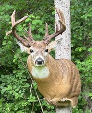 Arrowed 1 Taxidermy image 7