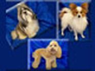 Caniche Chic