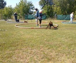 Hundeschule Mosig Bild 7
