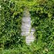 Gartenpflege Birke