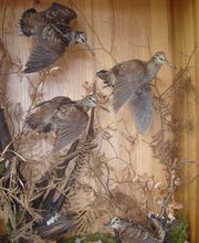 Lanaud Petot Virginie image 17