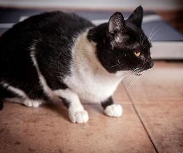 CATROGATOS imagen 1