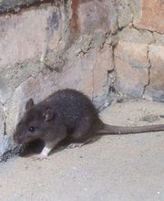 Abando Desinfecciones imagen 11