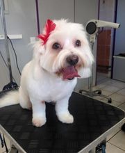 La Gent Canine image 13
