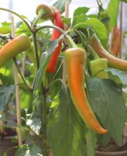 Gärtnerei Ludwig Leinauer Bild 5