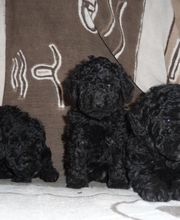 Pension De La Rosée Du Soleil image 9