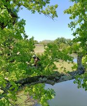 Tachet Pierre-Hubert image 3