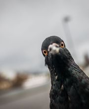 Logic Insectes SARL image 5