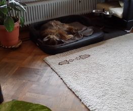 Hund bellt wenn ich nicht da bin.