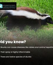 SafeHaven Pest Control image 3