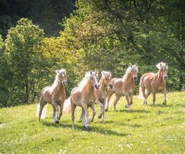 Waldmichelbacher Hof Bild 9