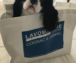 DLS Lavomatique EURL image 2