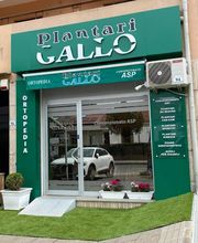 Gallery Cliente