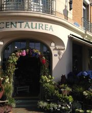 Centaurea image 5