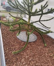 Andreas Meyer GaLa-Bau Bild 6