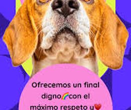 quemascotasplasenciafoto.jpeg