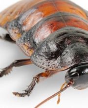 Köchy Schädlingsbekämpfung Bild 5